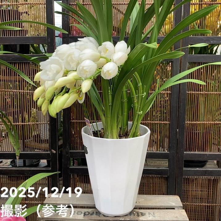 ☆シンビジューム☆エンゼルナースユキ’フユノソナタ’☆アーチ型☆陶器7号鉢☆4F シンビジューム アーチ 8号陶器鉢 5本立 エンゼルナースユキ 冬の