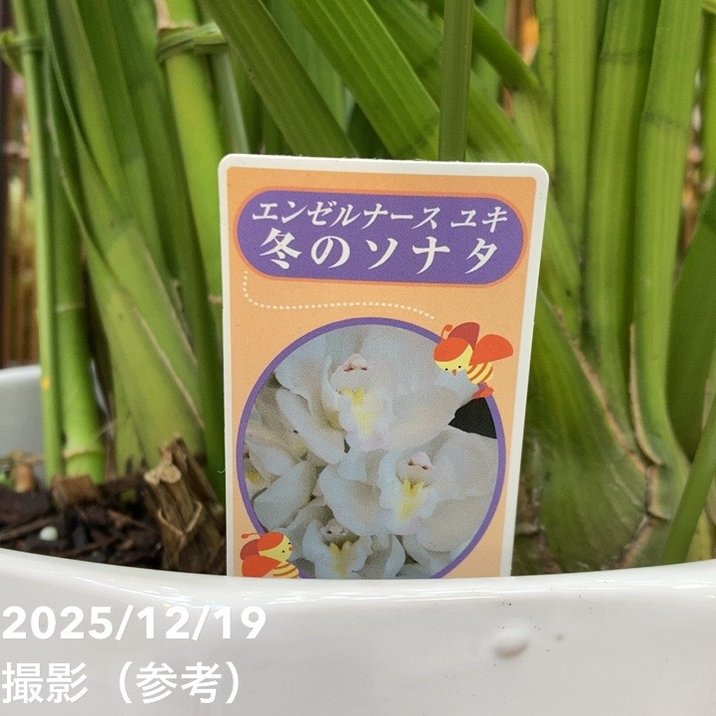 シンビジューム アーチ 8号陶器鉢 5本立 エンゼルナースユキ 冬の