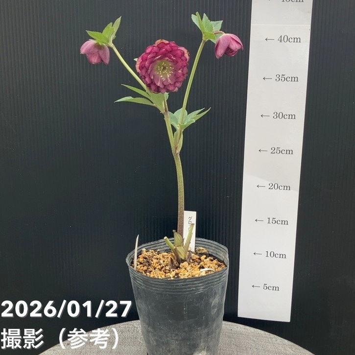 クリスマスローズ　認定Wild　Collection　エリアス交配　加藤農園 クリスマスローズ 認定Wild Collection エリアス交配 加藤農園 認定