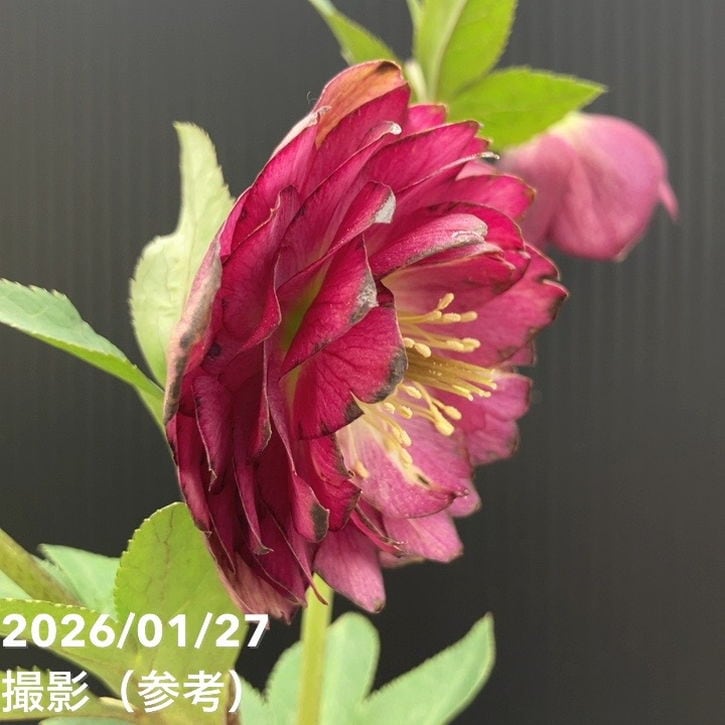 一点物】加藤農園 クリスマスローズ グロッシーカラー 4.5号（KT64