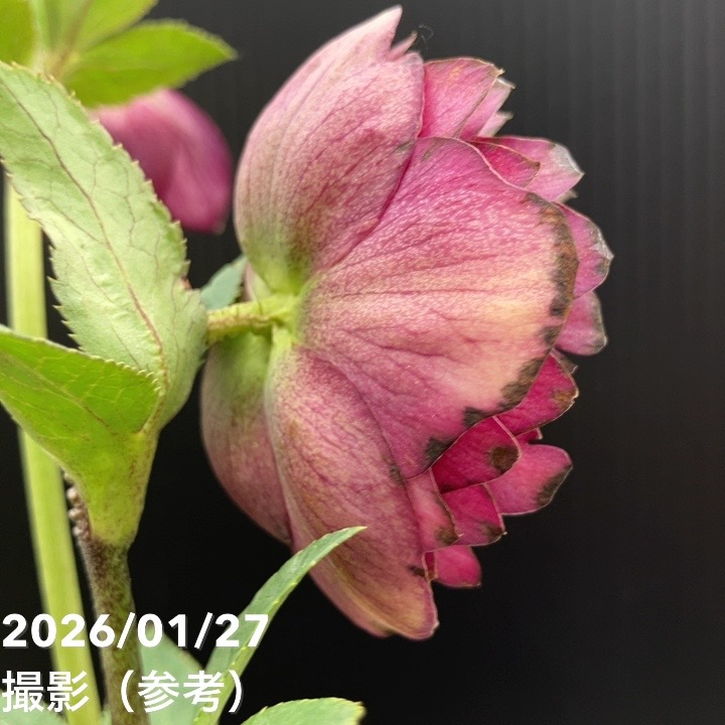 一点物】加藤農園 クリスマスローズ グロッシーカラー 4.5号（KT64