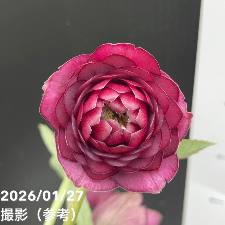 一点物】加藤農園 クリスマスローズ グロッシーカラー 4.5号（KT64