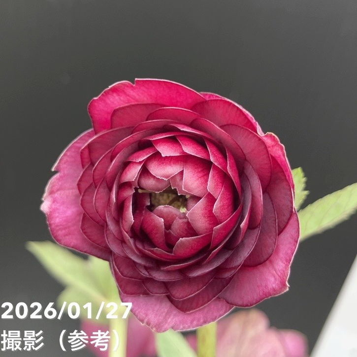 一点物】加藤農園 クリスマスローズ グロッシーカラー 4.5号（KT64