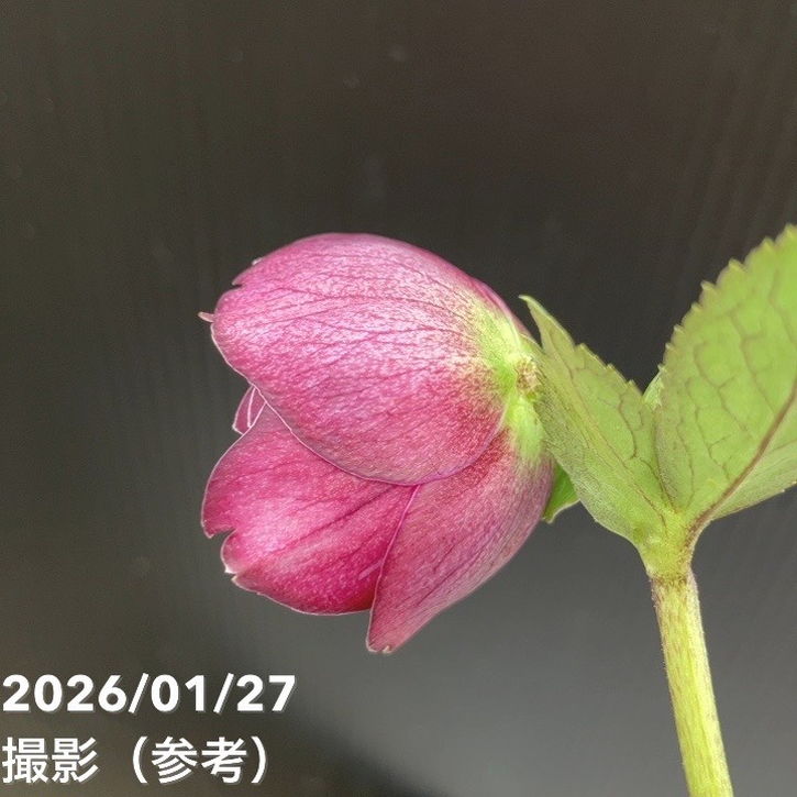 一点物】加藤農園 クリスマスローズ グロッシーカラー 4.5号（KT64