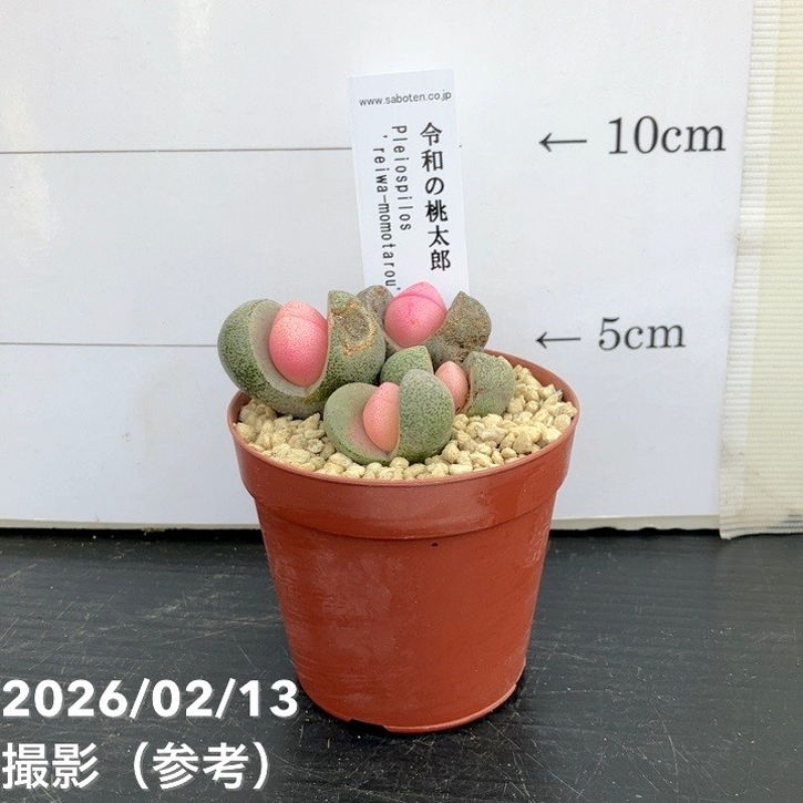 プレイオスピロス 令和の桃太郎 2.5号｜観葉10-TU | 観葉・多肉 | 赤塚