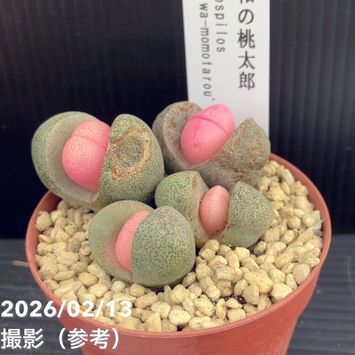 プレイオスピロス 令和の桃太郎 2.5号｜観葉10-TU | 観葉・多肉 | 赤塚