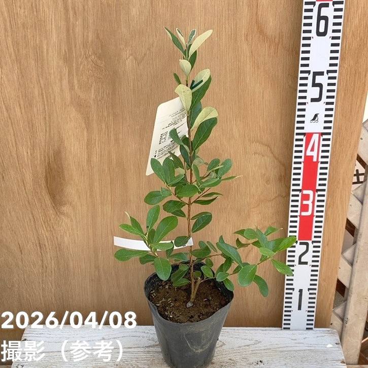 7-44果樹【*+ami♡ami+*フェイジョア】樹高約130cm【送料込 フェイジョア パイナップルジェム 5号｜果樹04-PA | 果樹 | 赤塚植物園