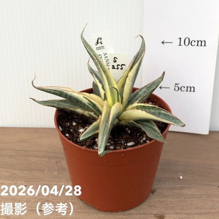 激レア！現品お届け】サンスベリア 3.5号 スノーホワイト（S255）プラ
