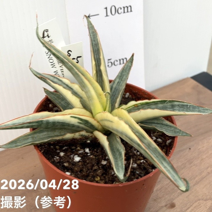 薬用フラビア　プレミアムスリー（レギュラーサイズ）3点セット×2 薬用フラビア プレミアムスリー（レギュラーサイズ）3点セット×2