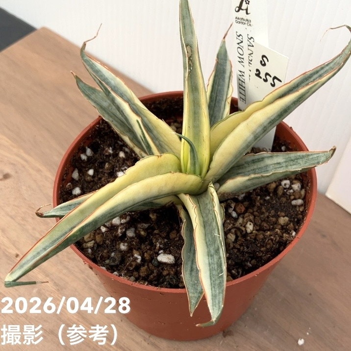 サンスベリア　特大約170㎝鉢付き【値下げしました】 現品お届け】サンスベリア 5号 ミラノ Milano プラ鉢（S222）｜観葉02