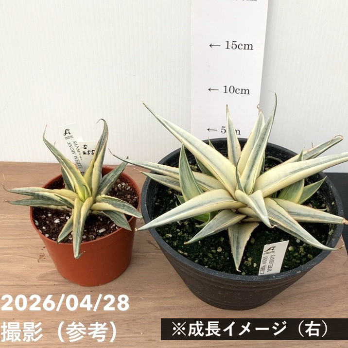 激レア！現品お届け】サンスベリア 3.5号 スノーホワイト（S255）プラ
