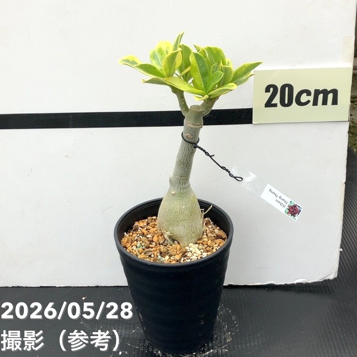 65周年記念セール】アデニウム オベスム 4号 Darn Thang Thong（21
