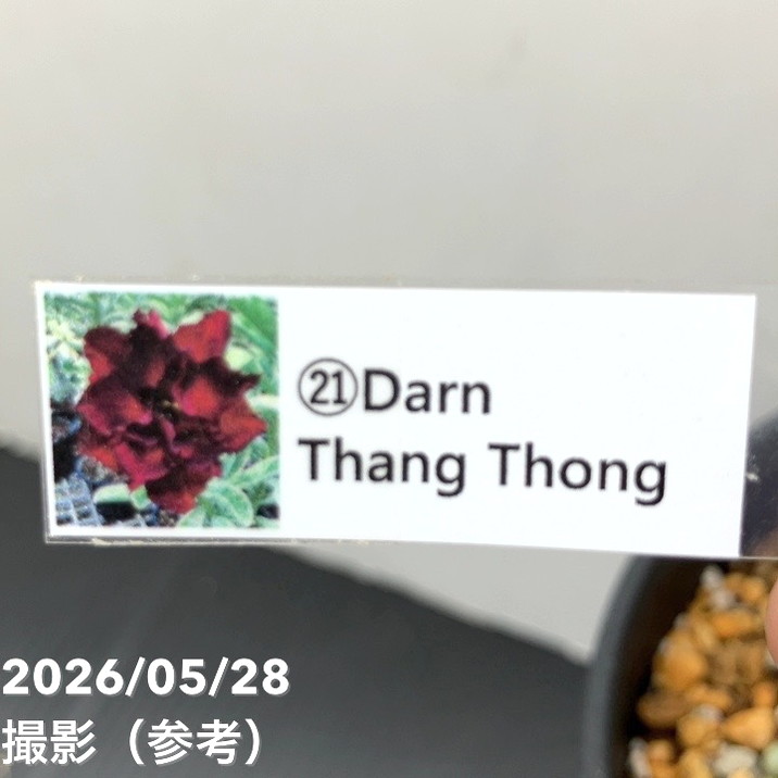 アデニウム オベスム 4号 Darn Thang Thong（21）｜観葉01-D1 | 観葉