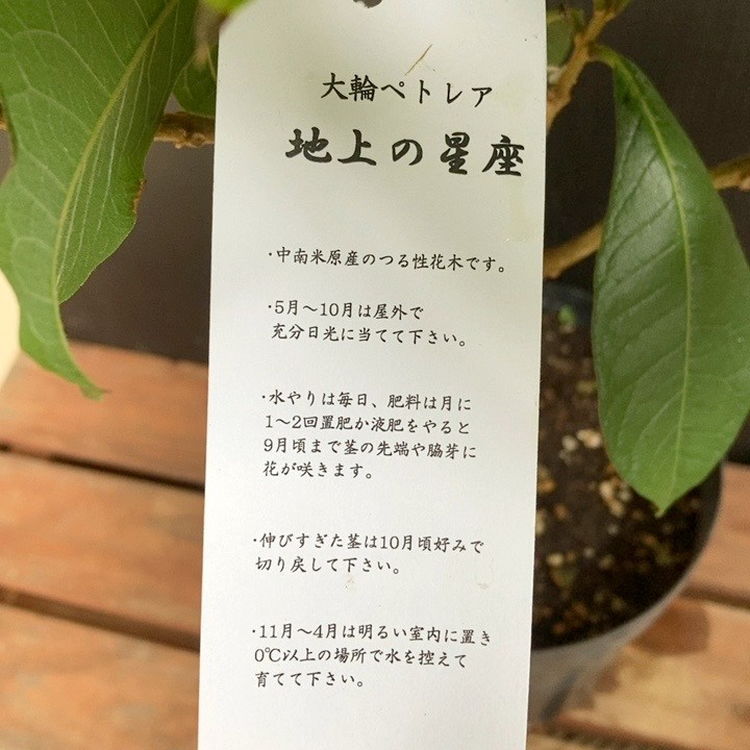 大輪ペトレア 地上の星座 5.5号｜花木04-PA | 花木・庭木 | 赤塚植物園