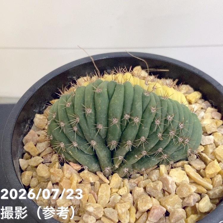 エキノプシス パチャノイ 3号｜観葉04-PA | 観葉・多肉,[多肉植物