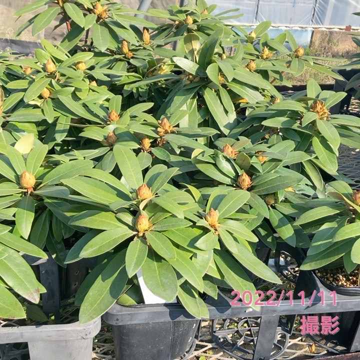 シャクナゲ スーパーローディー 5号 桃色吐息（モモイロトイキ