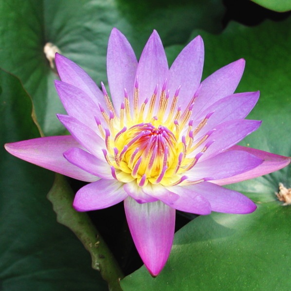 熱帯スイレン 7号 ティナ｜草花01-D1 | 草花,熱帯スイレン・温帯