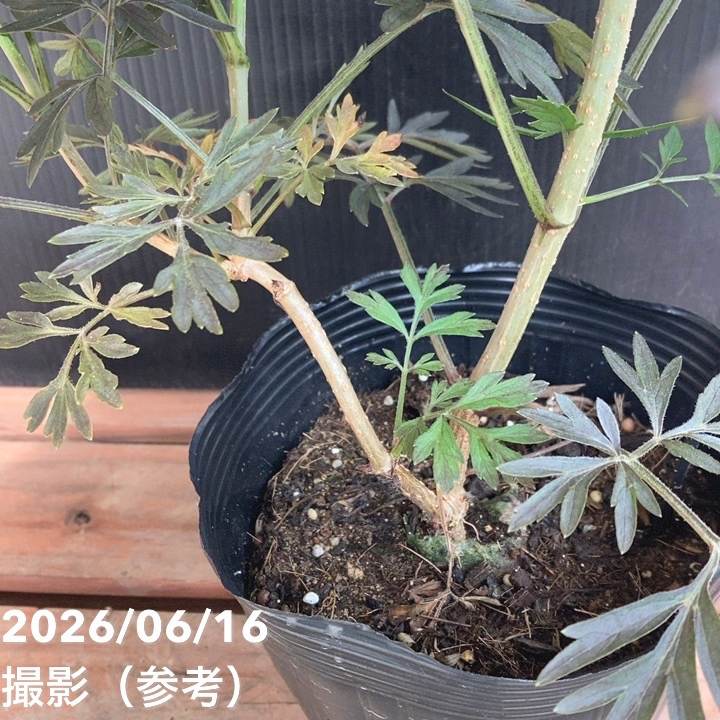西洋ニワトコ サンブカス ブラックレース 5号｜花木04-PA | 花木・庭木