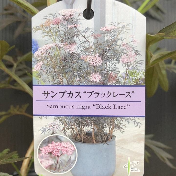 西洋ニワトコ サンブカス ブラックレース 5号｜花木04-PA | 花木・庭木