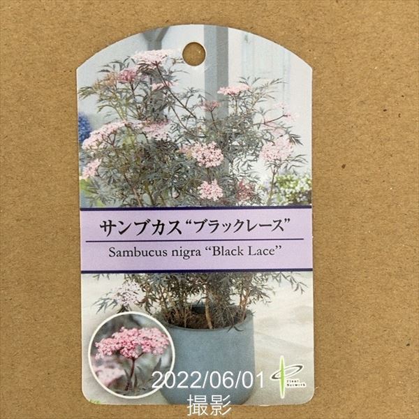 西洋ニワトコ サンブカス ブラックレース 5号｜花木04-PA | 花木・庭木