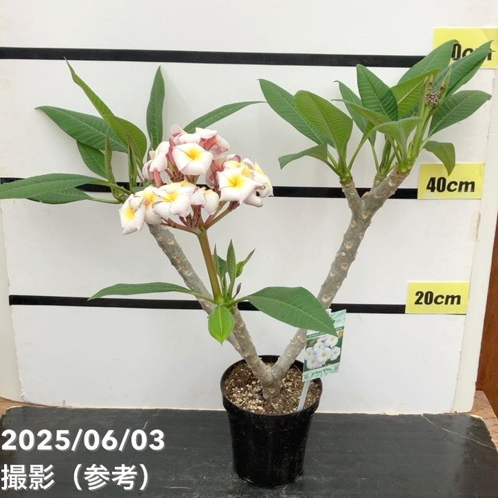 プルメリア ジャングルジャック ミニホワイト（JJ Mini White）5号｜鉢