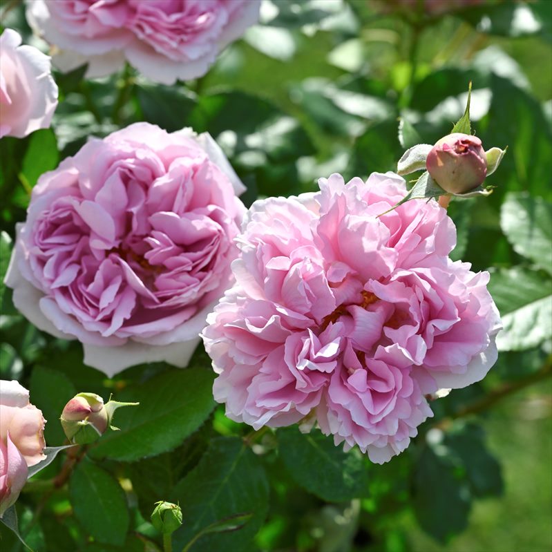 バラ大苗 ローズ アントワネット Delbard 7号 Pa 花木 庭木 バラ 赤塚植物園オンライン 花の音
