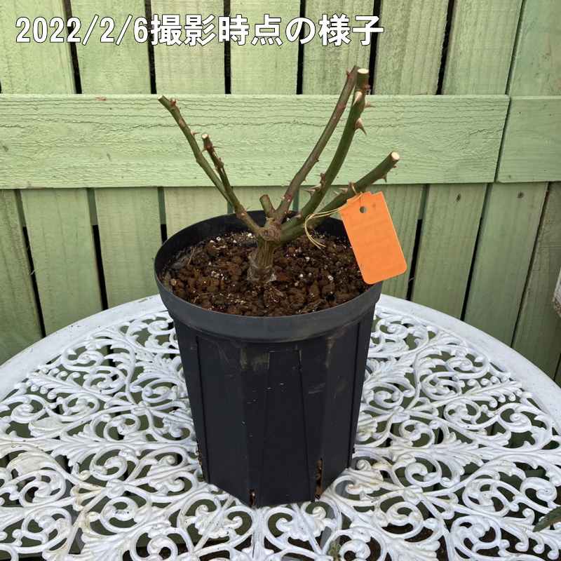 バラ大苗 マチネ 6号 京成バラ園芸｜花木04-PA | 花木・庭木,バラ