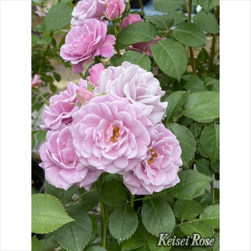 バラ大苗 マチネ 6号 京成バラ園芸｜花木04-PA | 花木・庭木,バラ