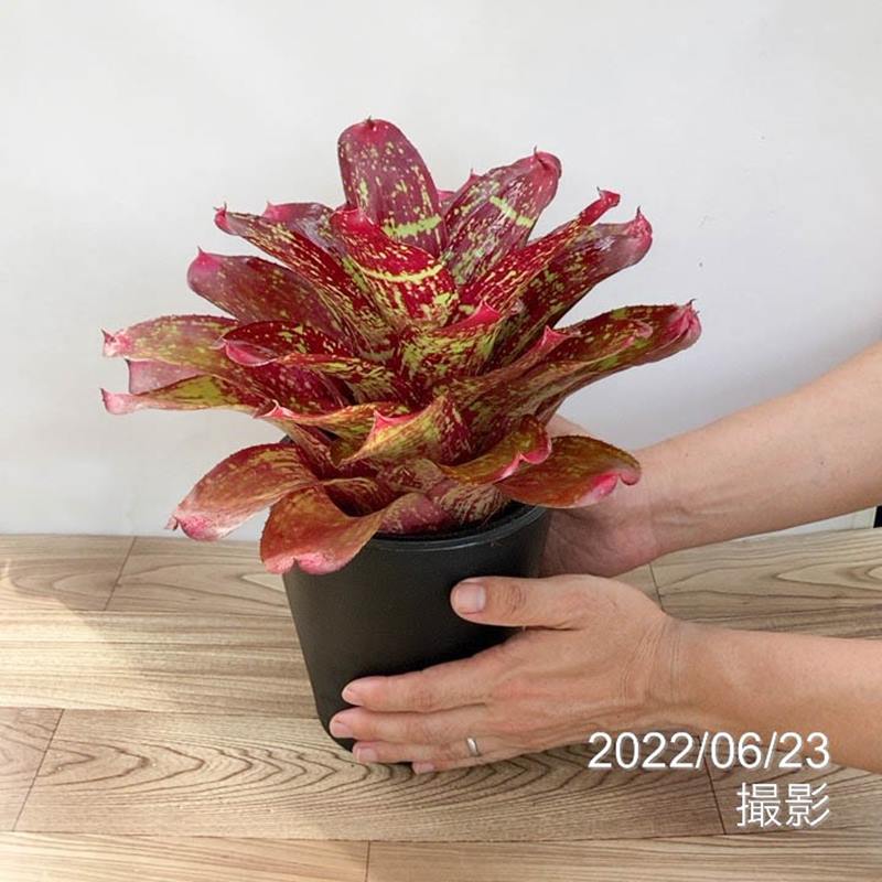 ネオレゲリア 5号 マノアビューティー Manoa Beauty｜観葉01-D1 | 観葉