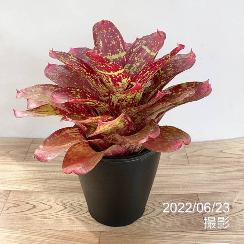 ネオレゲリア ネオレゲリア 5号 マノアビューティー Manoa Beauty｜観葉01-D1 | 観葉