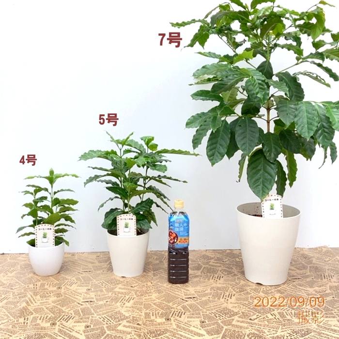 コーヒーの木 4号(3本植え)白陶器鉢|観葉02-D2