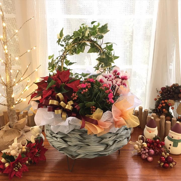 冬ギフト クリスマス フラワーバスケット クリスマス キャロル フラワーアレンジメント Pa 04鉢花 ギフト フラワーバスケット アレンジ 赤塚植物園オンライン 花の音 冬ギフト クリスマス フラワーバスケット クリスマス キャロル フラワーアレンジメント Pa 04鉢花 ギフト フラワーバスケット アレンジ 赤塚植物園オンライン 花の音