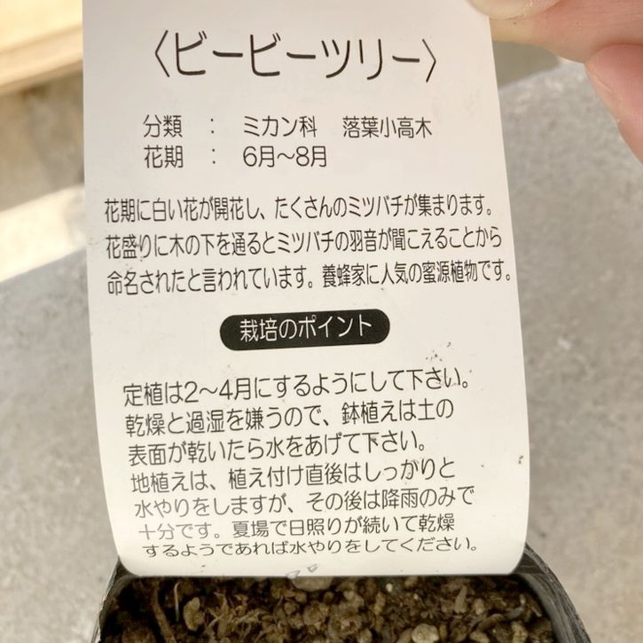 ビービーツリー（イヌゴシュユ）4号｜花木04-PA | □キーワード