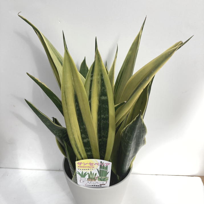 希少種）サンスベリア Tri ゴールデン フォレスケイト カリフォルニア