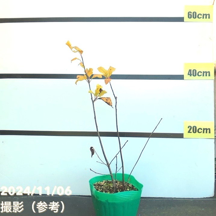 ウィンターベリー ウィンターゴールド 雄株 5号｜花木01-D1 | 花木