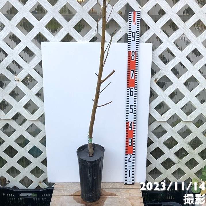 桃 なつおとめ 5号ロングポット PVP｜果樹04-PA | 果樹,モモ | 赤塚