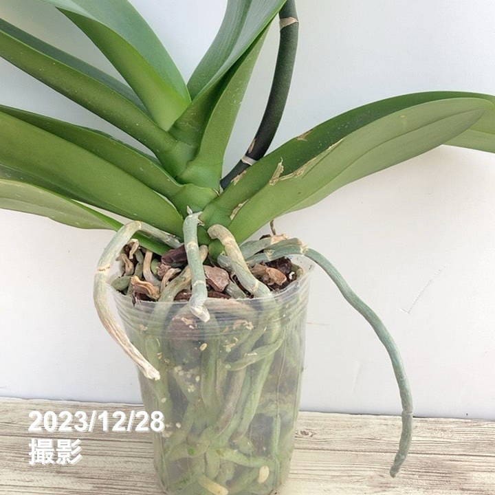 大輪系コチョウラン 開花見込み 4号ポット｜洋蘭10-TU | 草花,洋ラン