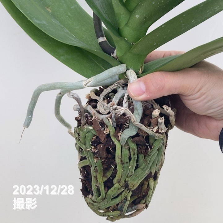 大輪系コチョウラン 開花見込み 4号ポット｜洋蘭10-TU | 草花,洋