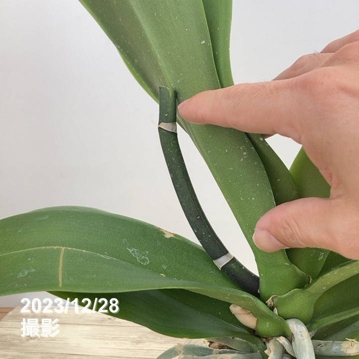 大輪系コチョウラン 開花見込み 4号ポット｜洋蘭10-TU | 草花,洋ラン