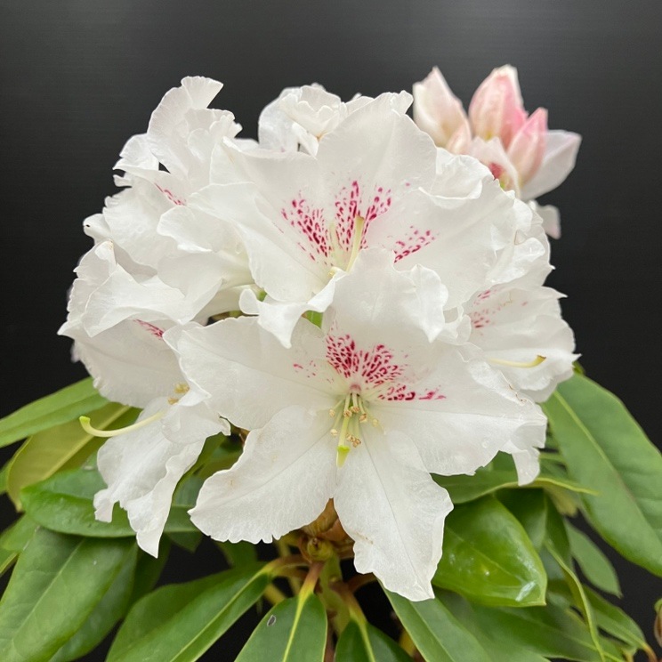 シャクナゲ スーパーローディー 5号 マドンナ|花木01-D1