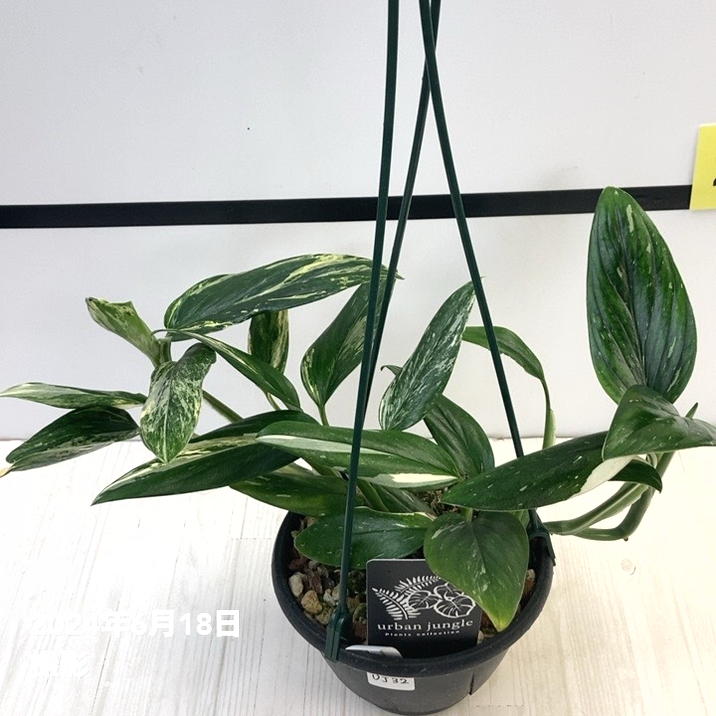 超希少❗️斑入り❗️モンステラ　スタンデリアナ　バリエガータ✨ 現品お届け】モンステラ スタンデリアナ バリエガータ Monstera