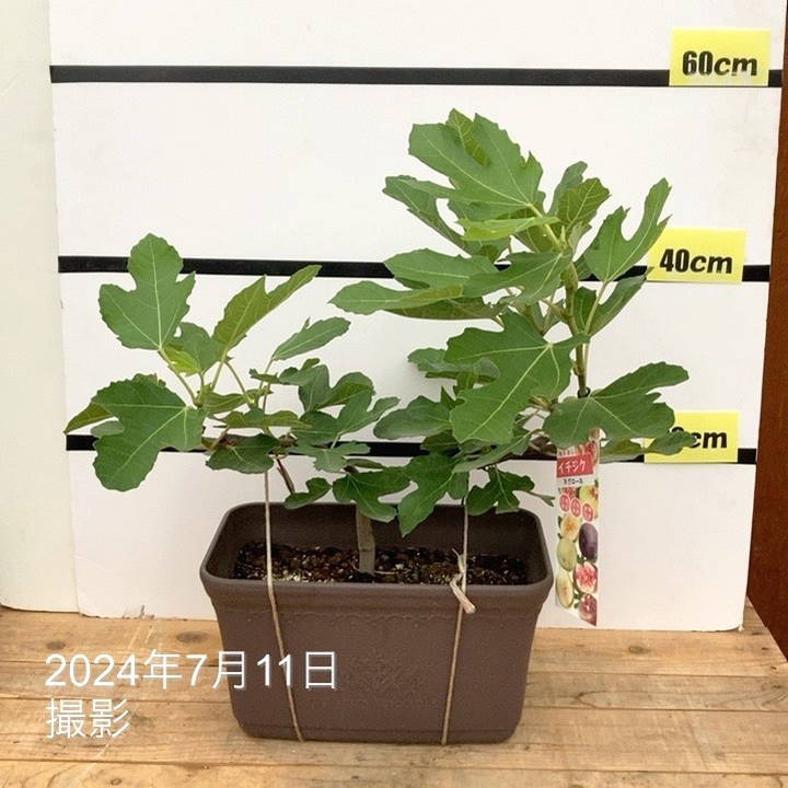 イチジク苗ネグローネ　3年生　鉢直径35cm 楽天市場】【とにかく根ががっちり！】イチジク 【 ネグローネ
