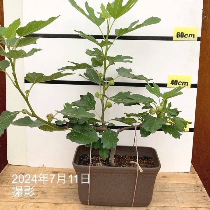 充実株 イシヅキ農園さん イチジク ネグローネ 一文字仕立て