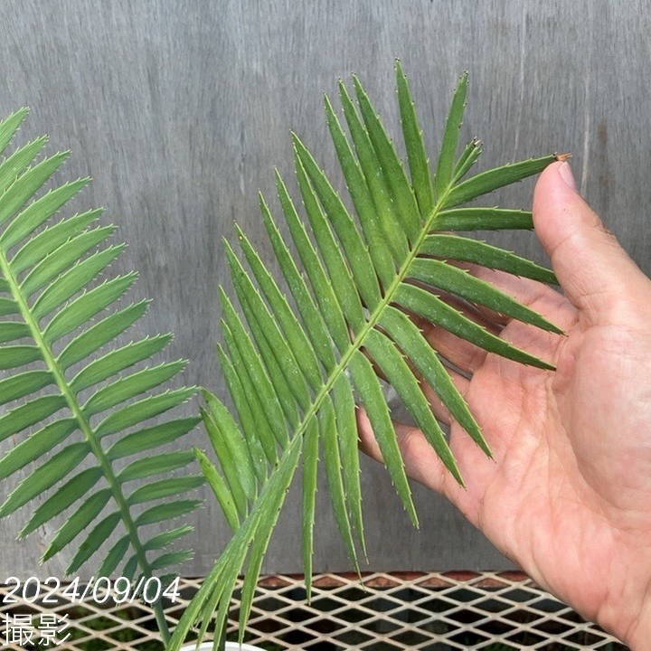 ディオーン スピヌロスム 5号白プラ鉢 |観葉01-D1