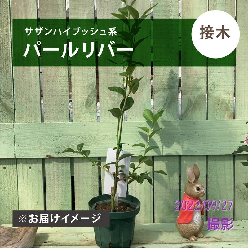 ブルーベリー サザンハイブッシュ系 パールリバー（接木苗）4.5～5号