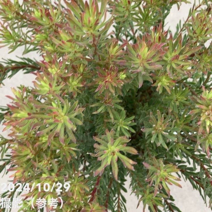 現品お届け】リューカデンドロン ストロベリーフェア 7号（2）｜花木10