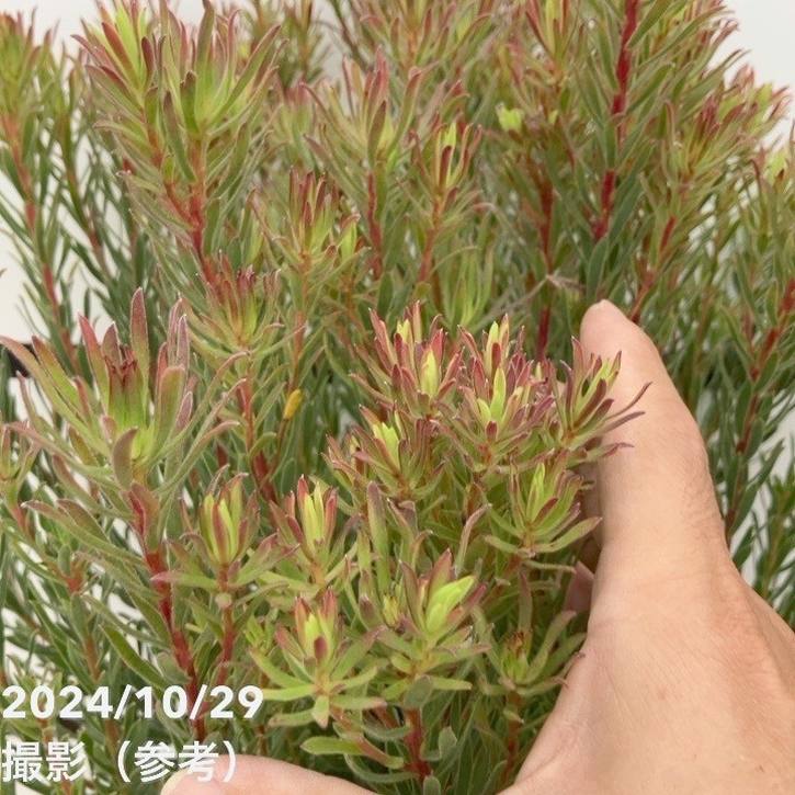 現品お届け】リューカデンドロン ストロベリーフェア 7号（2）｜花木10