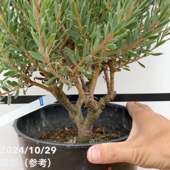 ピンクスモークツリーとリューカデンドロンのシックなリース　ラムズイヤー ピンクスモークツリーとリューカデンドロンのシックなリース