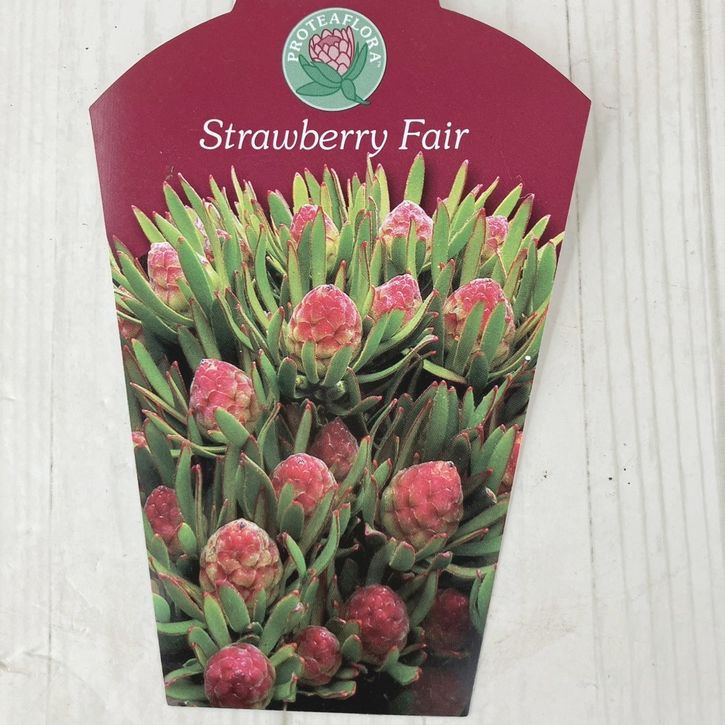 現品お届け】リューカデンドロン ストロベリーフェア 7号（2）｜観葉10