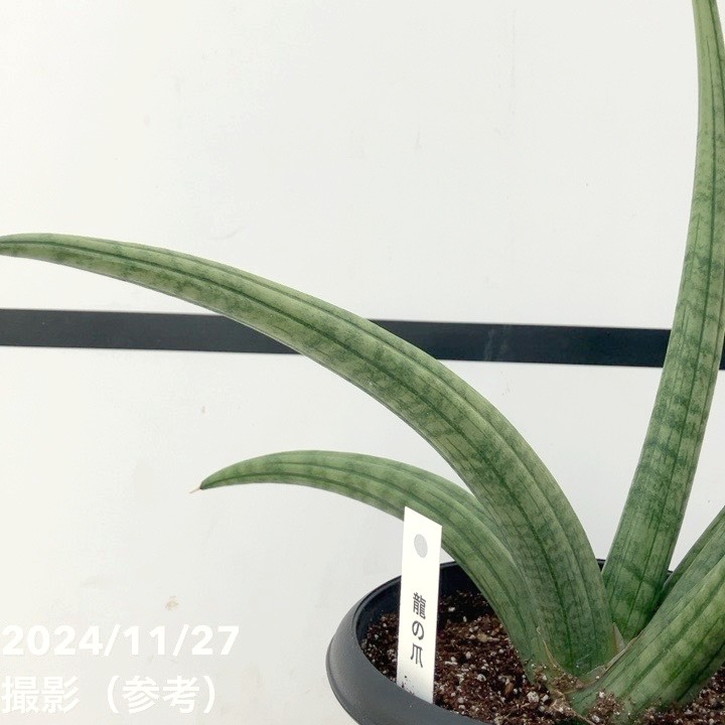 現品お届け】サンスベリア 5号 龍の爪（Dragon nail）黒プラ鉢（S134